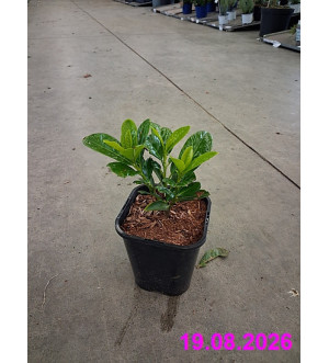 Prunus laur. 'Novita' C 1,4 L